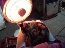 今日のみけねこ