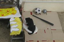 「こたつ犬」の任務