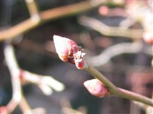 ブルーベリーの花芽 