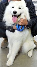 これって動物虐待では？