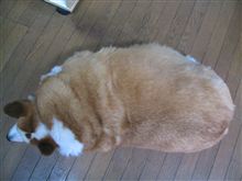 ペットが太りすぎの件