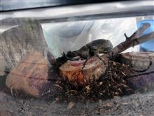 カブトムシ ＜（・Y・）＞
