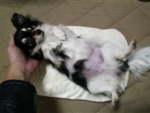 おっぱい