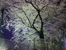 桜の花が咲いたみたい。