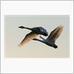 白鳥を撮り（再び）！
