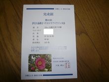 デビュー戦カメリアマラソン in 大島!!!vol2 デビュー戦カメリアマラソン in 大島!!!vol2
