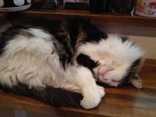 猫アレルギー、猫カフェへ行く。 猫アレルギー、猫カフェへ行く。