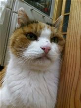 猫の日らしいので