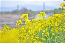 もうすぐ春ですね