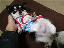 今日のおっぱい