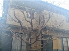 近所の河津桜 @February 26th, 2012