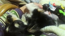 子犬