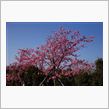 河津桜が満開