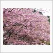桜、満開！！