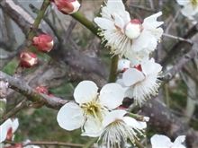 遅い！(  ；∀；) でも長く咲いてる（＾▽＾）ﾉ