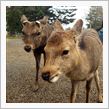 奈良公園