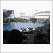 水族館のイルカショー