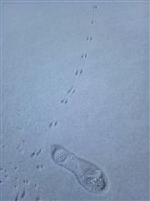 Footprint of a bird.