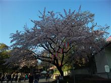 上野公園入口交番横の早咲き桜 