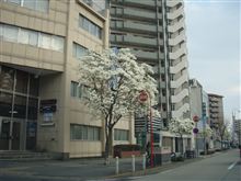サクラサク サクラサク
