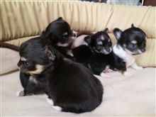 世界一ちいさな犬？
