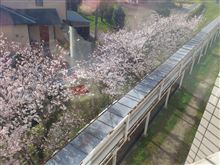 桜が満開です♪
