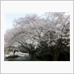 桜が・・・