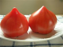 トマトとはエロイものだったのか？