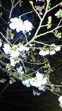 桜咲きました～