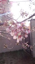 今日から新年度スタート！