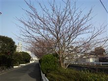 さくら