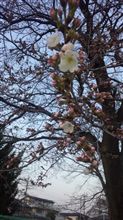桜が咲いた