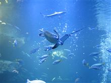 京都水族館行ってきました 京都水族館行ってきました