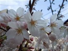 2012 サクラの便り・・・③