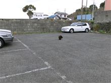 駐車場の番ネコ？？？？
