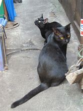 黒猫がいっぱい！