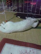 こんばんは