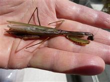 カマキリが死亡