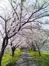浮羽  流れ川の桜並木 