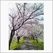 浮羽  流れ川の桜並木