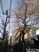 桜…まずまずかな(･∀･)
