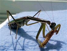 カマキリの思い出
