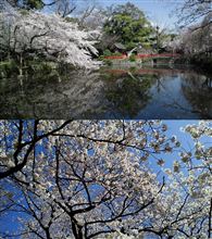 『三嶋大社』 で お花見