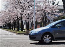 C4 encountered Citroen enthusiastic family under cherry blossoms!