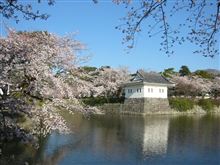 小田原城の桜、良かったです 小田原城の桜、良かったです