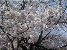 桜満開