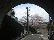 たまゆら　第一話EDのとこの桜