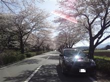 またサクラ！？（笑）