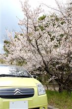 桜満開♪ 桜満開♪