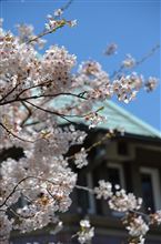 桜満開の週末